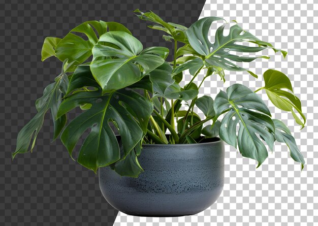 PSD 透明な背景のモダンな灰色のポットで光沢のある葉を持つモンステラ植物 png