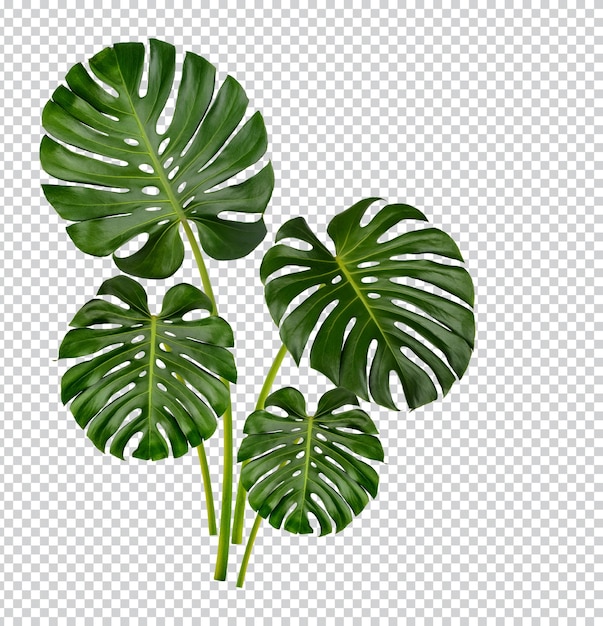 Monstera pozostawia izolowany Premium PSD