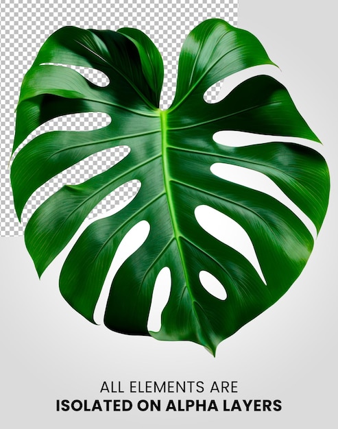 PSD 알파 레이어 png에 고립 된 monstera 단일 잎