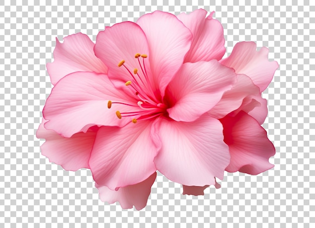 Mooi en fotorealistisch, roze bloembloesem op transparante achtergrond. Bloei, plant. PNG. Close-upweergave. Knip element uit. Generatieve AI.