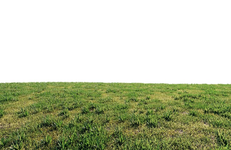 PSD mooi groen veld met bloemen en gras.