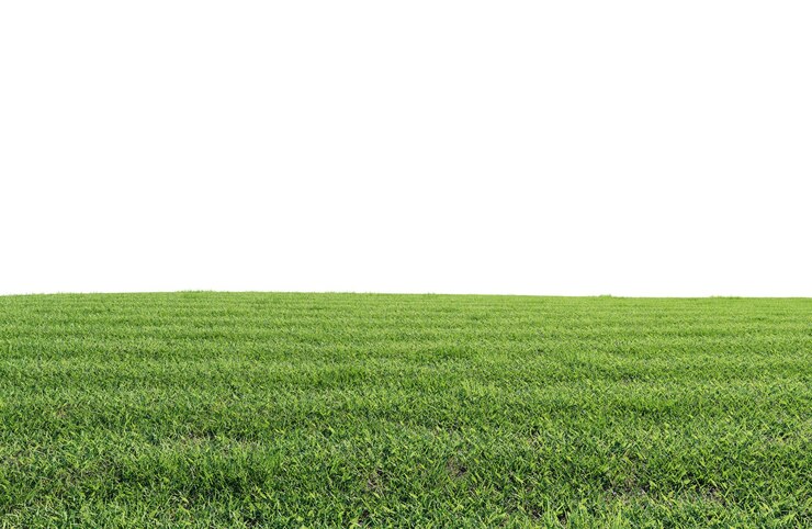 PSD mooi groen veld met bloemen en gras.