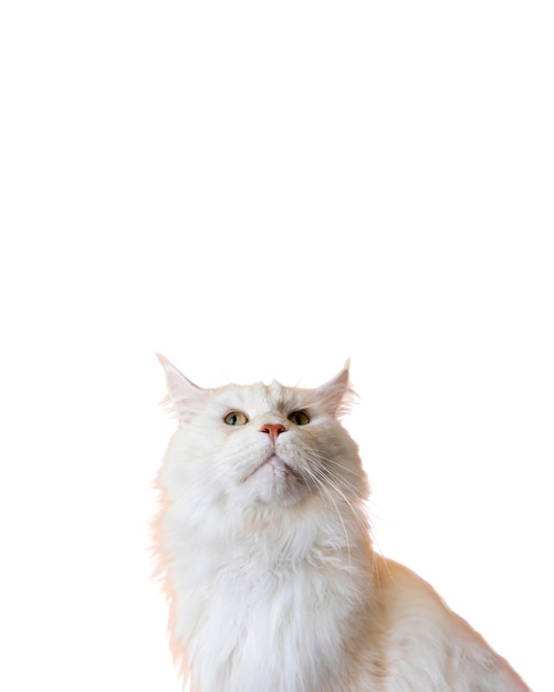 Mooi kattenportret geïsoleerd