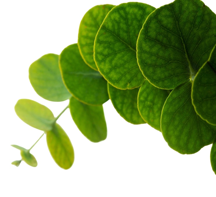 PSD mooie blad macro natuur