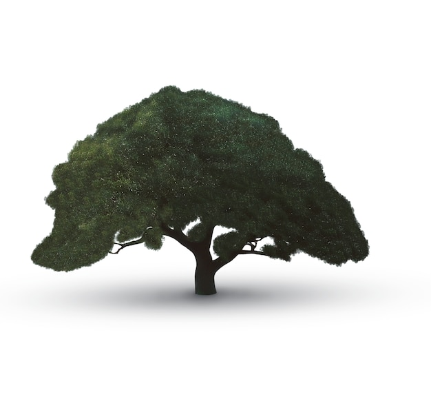 Mooie boom geïsoleerd