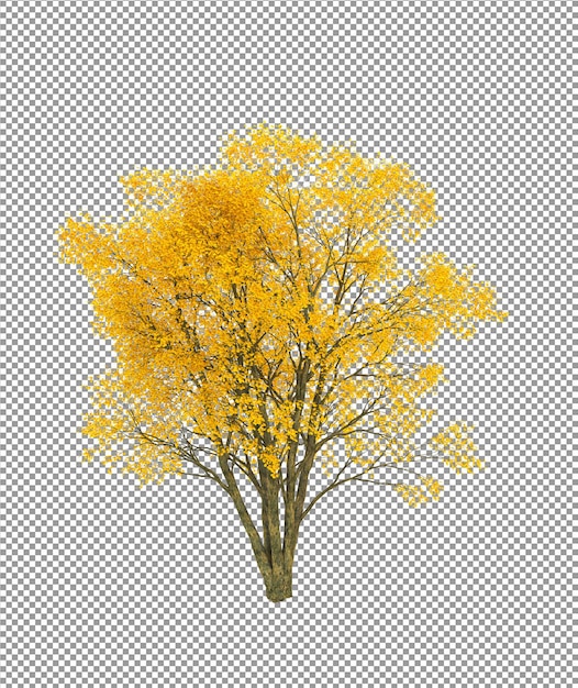 Mooie boom met rijke geïsoleerde loofvoorgrond