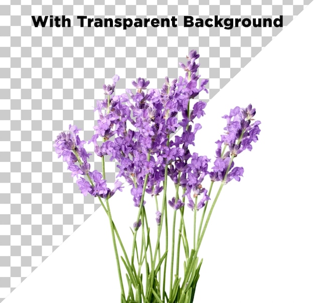 Mooie bunch van lavendel of lavandula of paarse bloem PNG PSD geïsoleerd op doorzichtige achtergrond