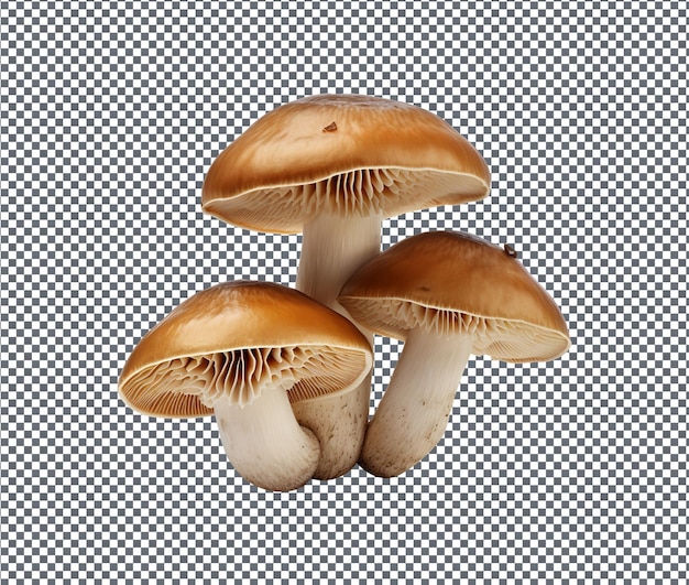 PSD mooie clamshell paddestoelen geïsoleerd op witte achtergrond