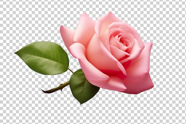 PSD mooie en fotorealistische, roze bloem bloeit op een transparante achtergrond. roos, bloeit, plant. png. close-up view. uitgesneden element. generatieve ai.