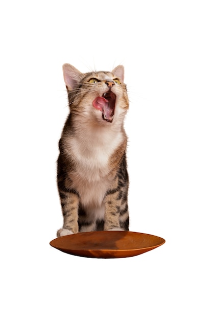 Mooie en schattige kat geïsoleerd