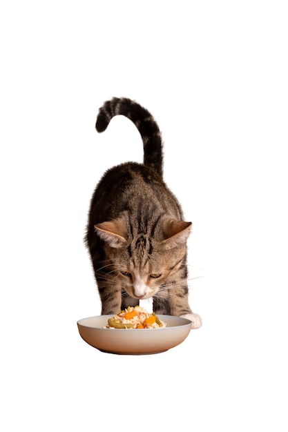 Mooie en schattige kat geïsoleerd
