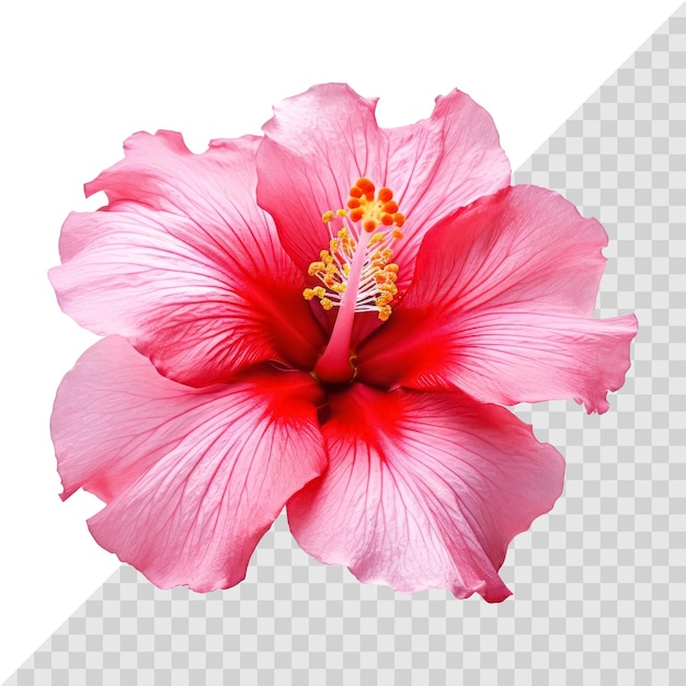 Mooie enkele hibiscus bloem geïsoleerd op een witte achtergrond