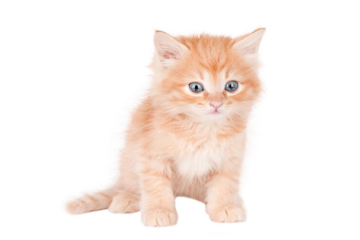 PSD mooie kat