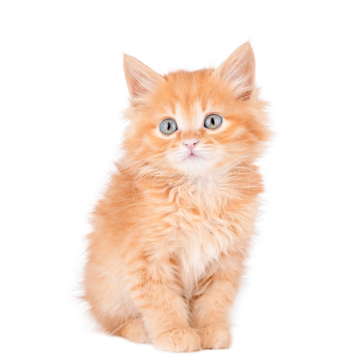 PSD mooie kat
