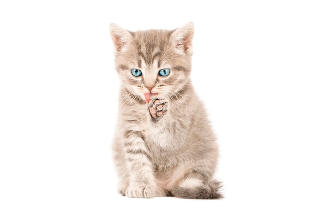mooie kat