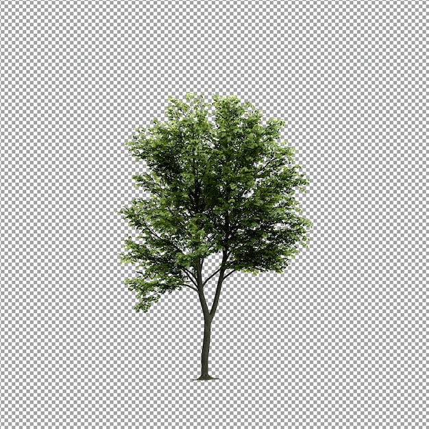 Mooie plant in 3d-rendering geïsoleerd