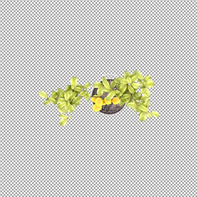 Mooie plant in 3D rendering geïsoleerd