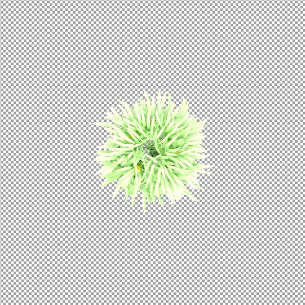 Mooie plant in 3d-rendering geïsoleerd