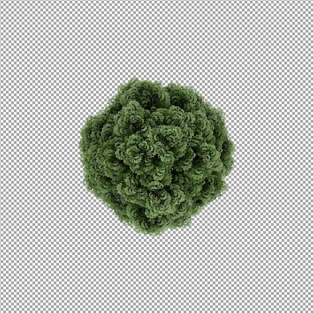 Mooie plant in 3d-rendering geïsoleerd