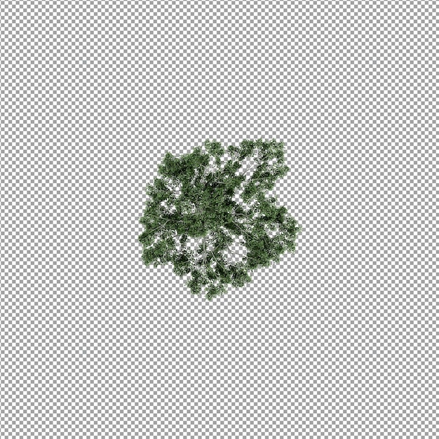 Mooie plant in 3d-rendering geïsoleerd