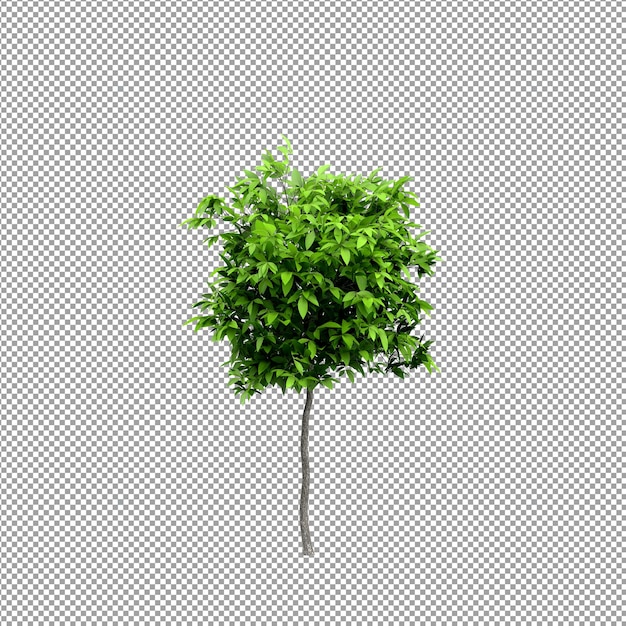 Mooie plant in 3d-rendering geïsoleerd
