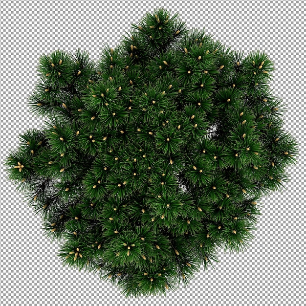 Mooie plant in 3d-rendering geïsoleerd