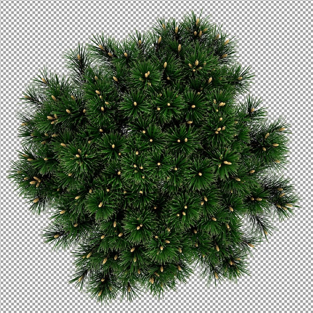 Mooie plant in 3d-rendering geïsoleerd