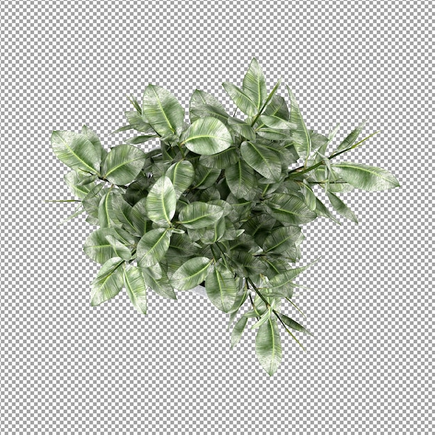 Mooie plant in 3d-rendering geïsoleerd