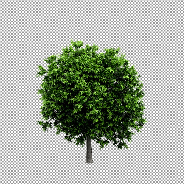 Mooie plant in 3D rendering geïsoleerd