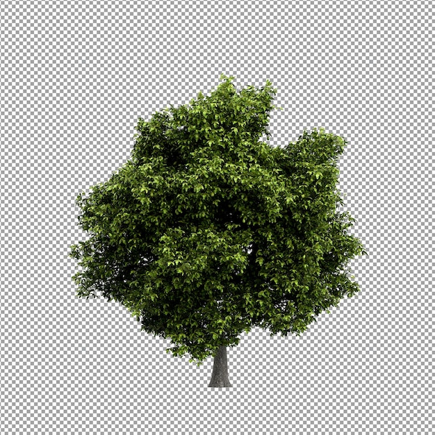 Mooie plant in 3d-rendering geïsoleerd