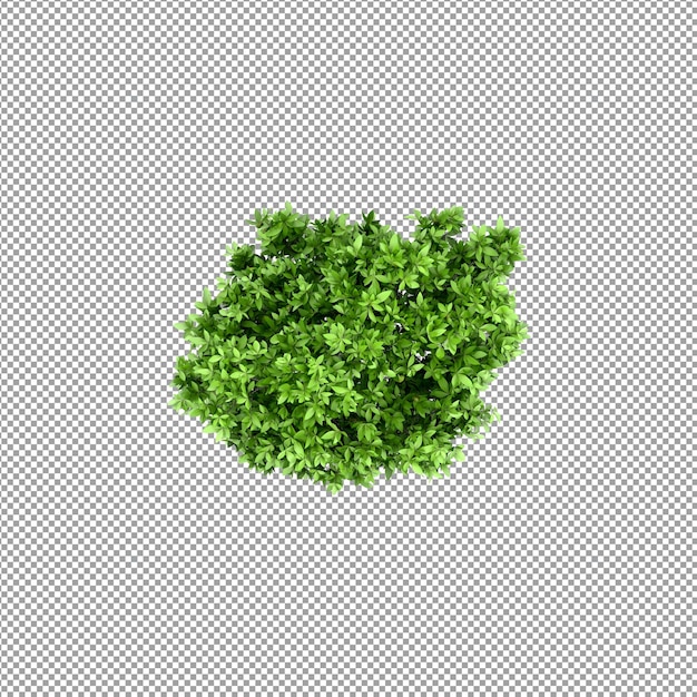 Mooie plant in 3d-rendering geïsoleerd