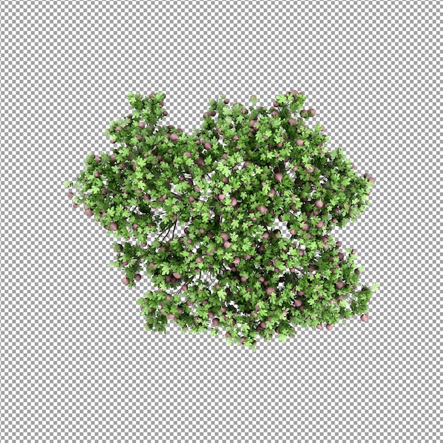 Mooie plant in 3d-rendering geïsoleerd