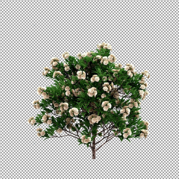 Mooie plant in 3d-rendering geïsoleerd