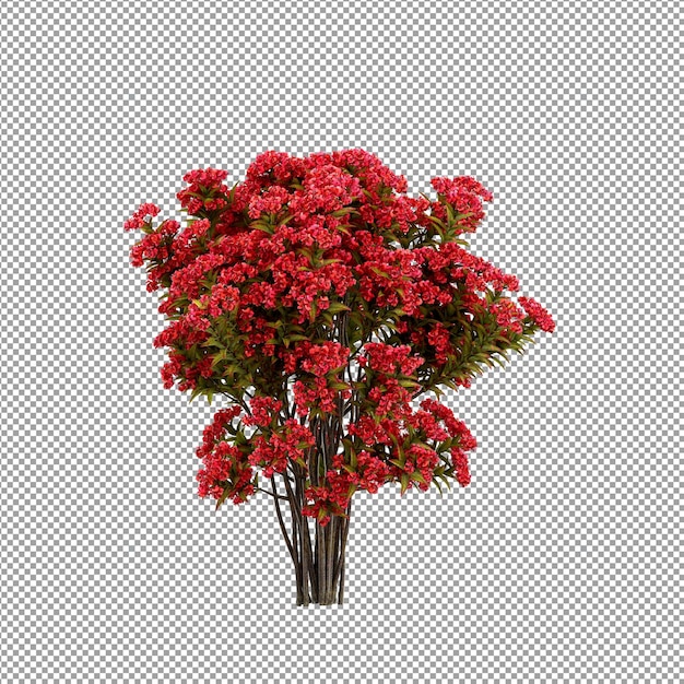 Mooie plant in 3d-rendering geïsoleerd