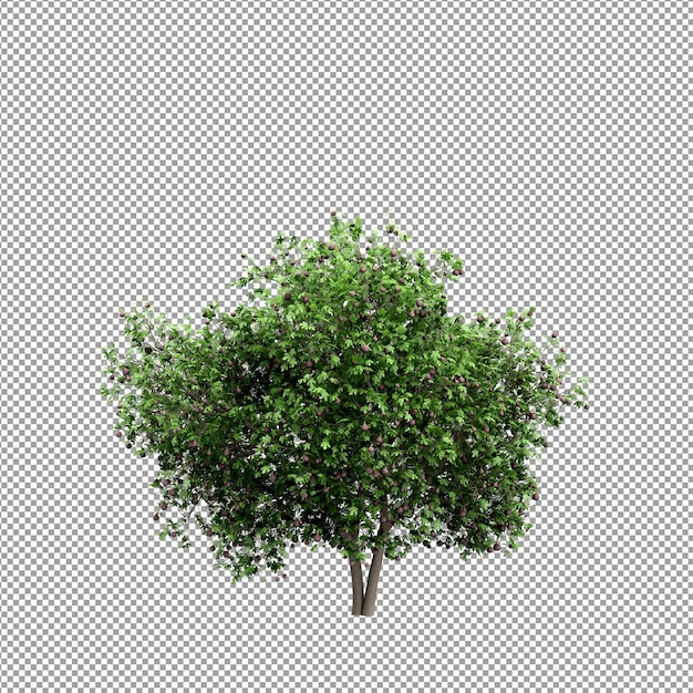 Mooie plant in 3D-rendering geïsoleerd