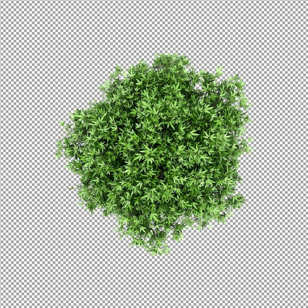 Mooie plant in 3d-rendering geïsoleerd