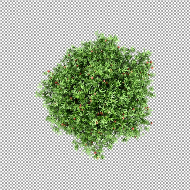 Mooie plant in 3d-rendering geïsoleerd