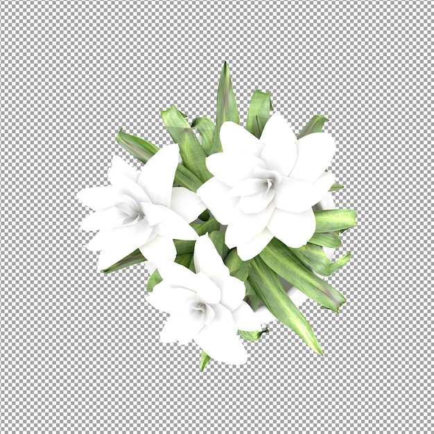 Mooie plant in 3d-rendering geïsoleerd