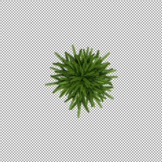 Mooie plant in 3D rendering geïsoleerd