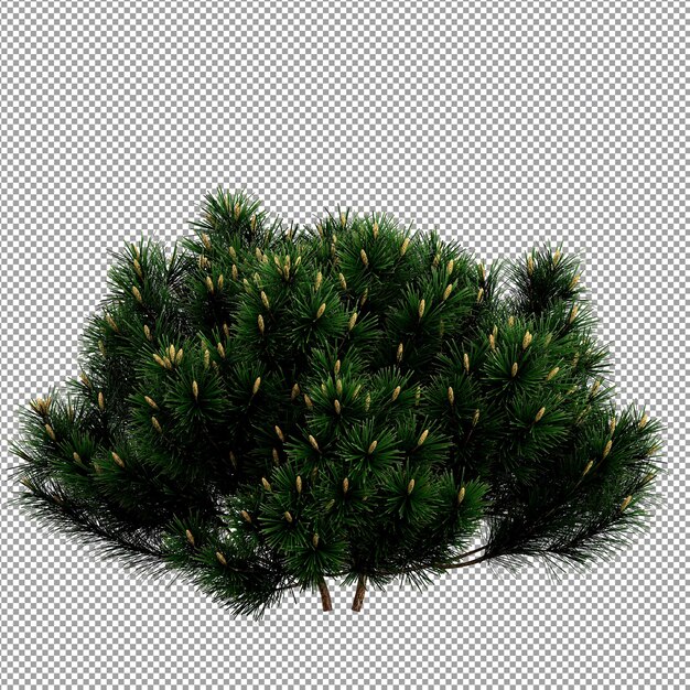 Mooie plant in 3D rendering geïsoleerd