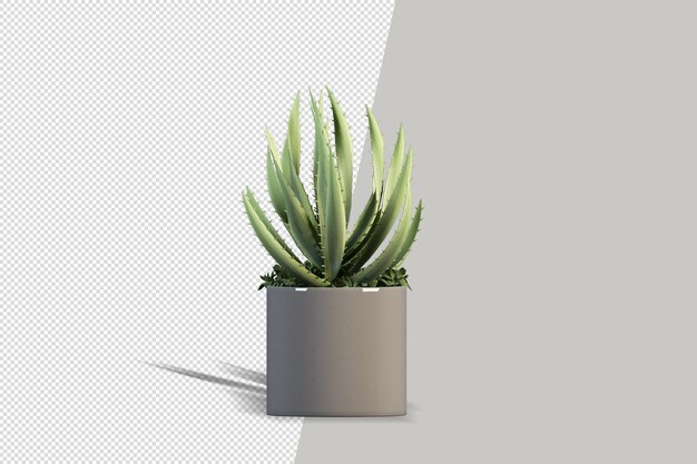 Mooie plant in 3d-rendering geïsoleerd