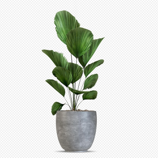 Mooie plant in 3D-rendering geïsoleerd