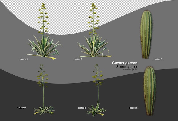 PSD mooie verscheidenheid aan cactustuin