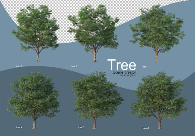 Mooie verschillende soorten bomen