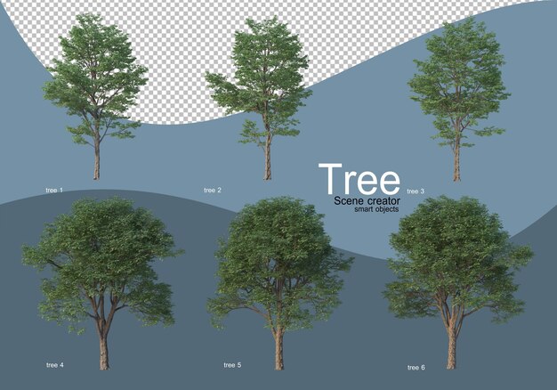 Mooie verschillende soorten bomen