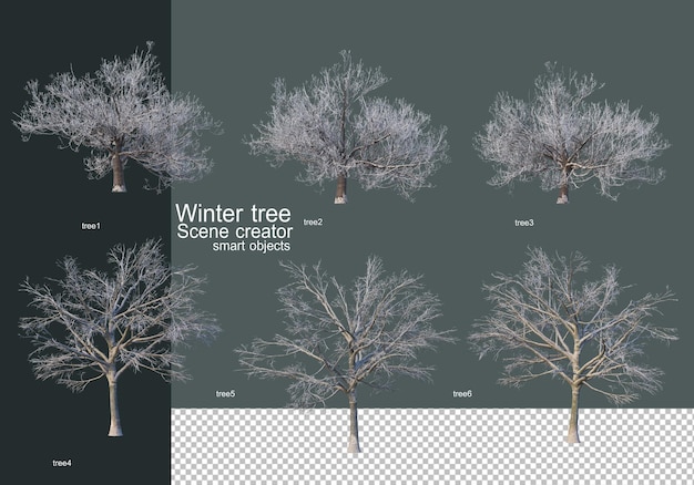 Mooie verschillende winterbomen geïsoleerd