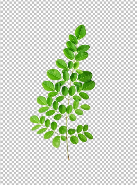 PSD moringa leaves on alpha layer