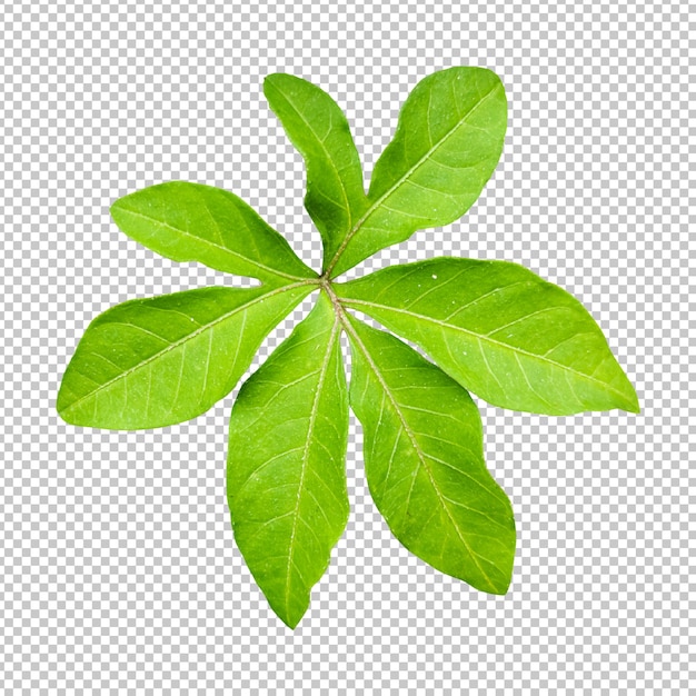 PSD morning glory leaf isolated rendering