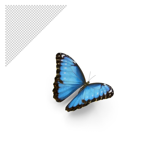 Morpho motyl PNG