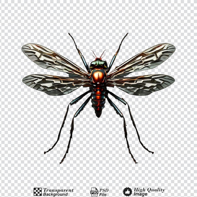 PSD mosquito isolated on transparent background